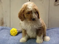 Jonah, a male Goldendoodle for sale in Abbotsford, WI – 3 of 4