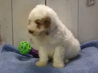 Jake, a male Goldendoodle for sale in Abbotsford, WI – 4 of 5