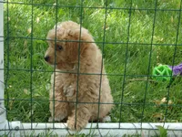 Denver, a male Miniature Goldendoodle for sale in Abbotsford, WI – 6 of 6