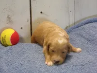Jackson, a male Goldendoodle for sale in Abbotsford, WI – 4 of 5