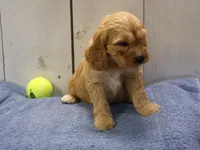 Baxter, a male Cockapoo for sale in Abbotsford, WI – 5 of 5