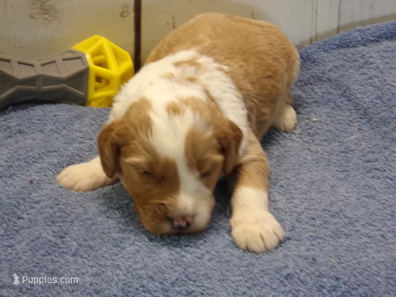 Jonah – Goldendoodle puppy for sale in Abbotsford, WI