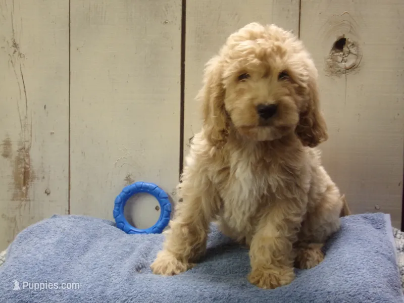 Brady – Cockapoo puppy for sale in Abbotsford, WI