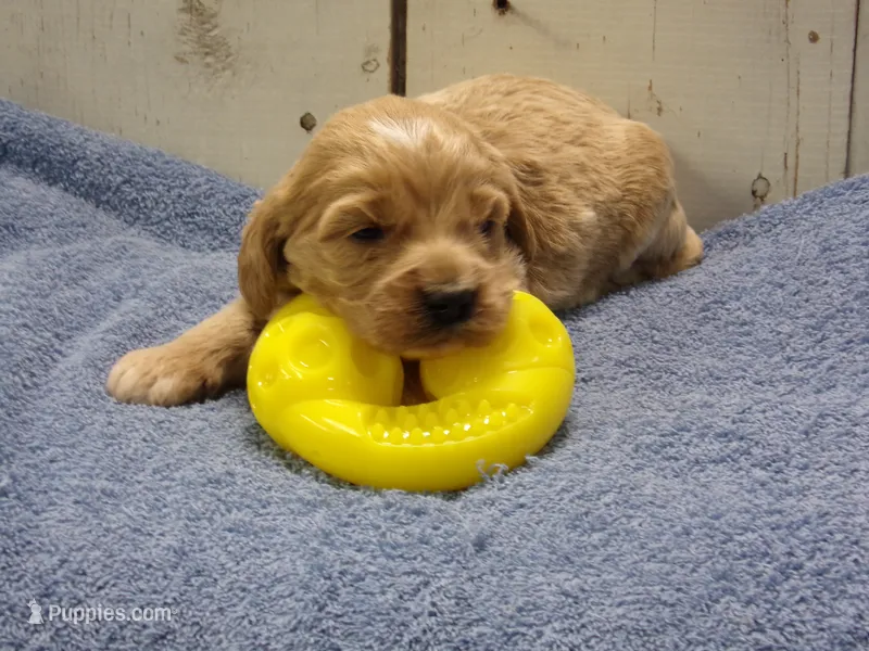 Barry – Cockapoo puppy for sale in Abbotsford, WI