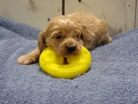 Barry, a male Cockapoo for sale in Abbotsford, WI – 1 of 6