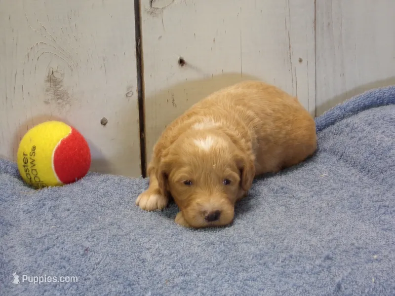 Jackson – Goldendoodle puppy for sale in Abbotsford, WI