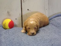 Jackson, a male Goldendoodle for sale in Abbotsford, WI – 1 of 5