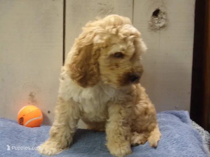 Boone – Cockapoo puppy for sale in Abbotsford, WI