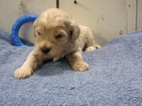 Brady, a male Cockapoo for sale in Abbotsford, WI – 6 of 6