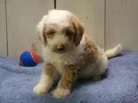 Jethro, a male Goldendoodle for sale in Abbotsford, WI – 1 of 5