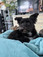 Sammy jr, a male Yorkshire Terrier for sale in Zephyrhills, FL – Photo 5 of 6