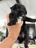 Sammy jr, a male Yorkshire Terrier for sale in Zephyrhills, FL – Photo 4 of 6