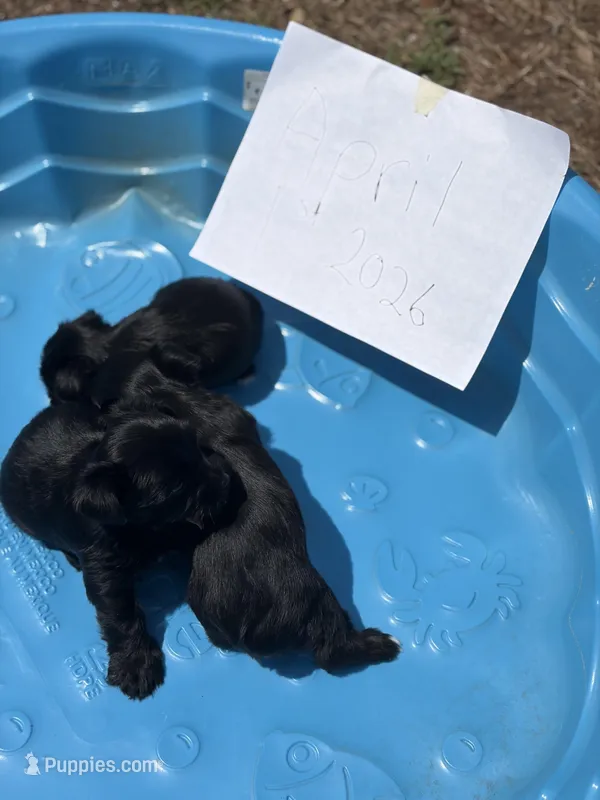 Sammy jr – Yorkshire Terrier puppy for sale in Zephyrhills, FL