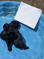 Sammy jr, a male Yorkshire Terrier for sale in Zephyrhills, FL – Photo 1 of 6