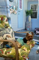 Sammy jr, a male Yorkshire Terrier for sale in Zephyrhills, FL – Photo 6 of 6