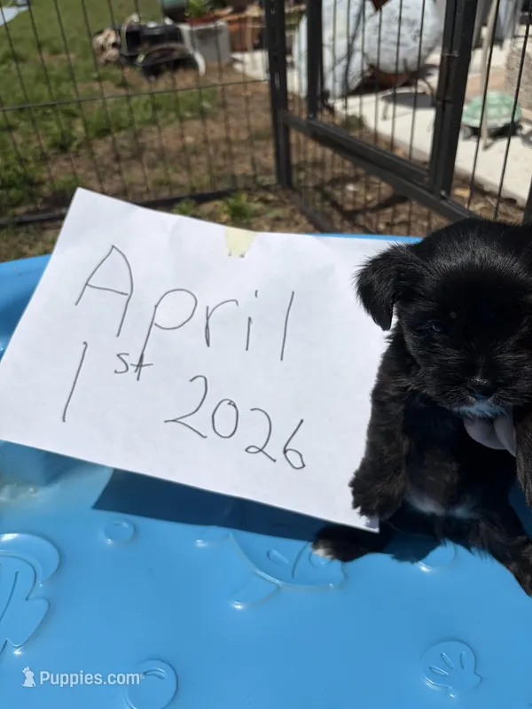 Sammy jr – Yorkshire Terrier puppy for sale in Zephyrhills, FL