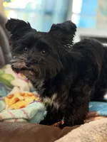 Sammy jr, a male Yorkshire Terrier for sale in Zephyrhills, FL – Photo 2 of 6