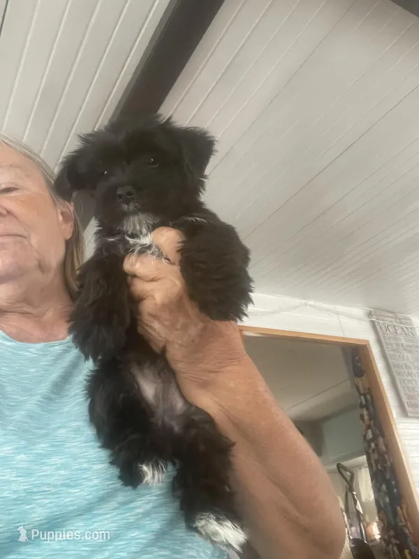Sammy jr – Yorkshire Terrier puppy for sale in Zephyrhills, FL