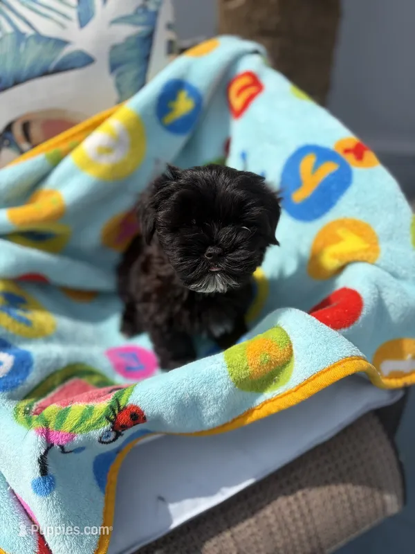 Peanut  – Yorkshire Terrier puppy for sale in Zephyrhills, FL