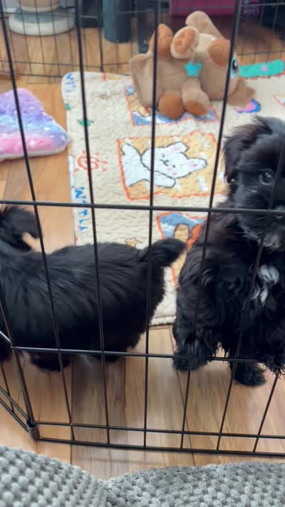 Peanut , a male Yorkshire Terrier for sale in Zephyrhills, FL – 2 of 2