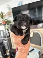 Rare black and white Samatha, a female Yorkshire Terrier for sale in Zephyrhills, FL – Photo 4 of 5