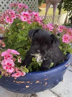 Rare black and white Samatha, a female Yorkshire Terrier for sale in Zephyrhills, FL – 1 of 5