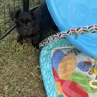 Rare black and white Samatha, a female Yorkshire Terrier for sale in Zephyrhills, FL – Photo 5 of 5