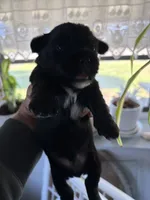 Rare black and white Samatha, a female Yorkshire Terrier for sale in Zephyrhills, FL – Photo 2 of 5