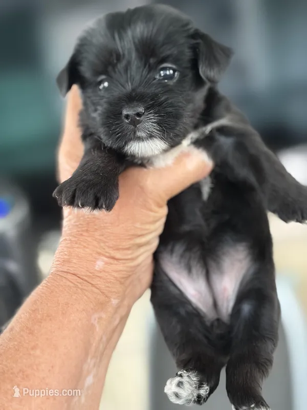 Rare black and white Samatha – Yorkshire Terrier puppy for sale in Zephyrhills, FL