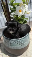 Rare black and white Samatha, a female Yorkshire Terrier for sale in Zephyrhills, FL – 4 of 5