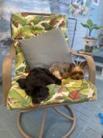 Rare black and white Samatha, a female Yorkshire Terrier for sale in Zephyrhills, FL – Photo 3 of 5