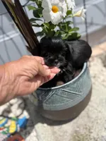 Rare black and white Samatha, a female Yorkshire Terrier for sale in Zephyrhills, FL – 5 of 5