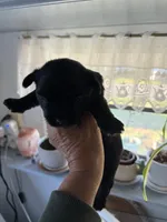 Buddy, a male Yorkshire Terrier for sale in Zephyrhills, FL – Photo 3 of 3