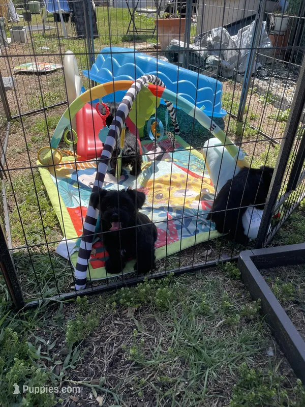 Buddy – Yorkshire Terrier puppy for sale in Zephyrhills, FL