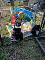 Buddy, a male Yorkshire Terrier for sale in Zephyrhills, FL – 1 of 5