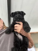 Buddy, a male Yorkshire Terrier for sale in Zephyrhills, FL – 3 of 5