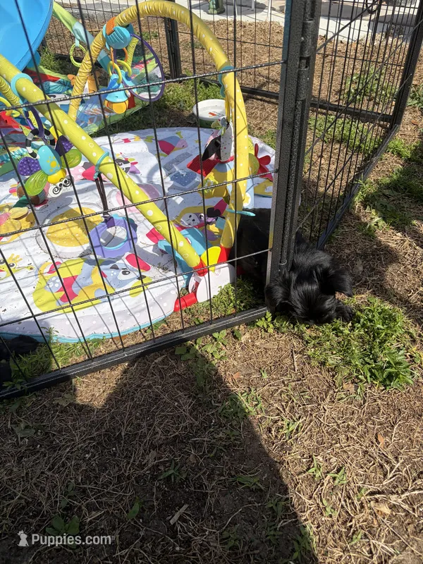 Buddy – Yorkshire Terrier puppy for sale in Zephyrhills, FL