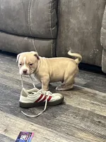 Chico, a male American Bully for sale in Midland, TX – Photo 3 of 4