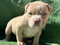 Chico, a male American Bully for sale in Midland, TX – Photo 4 of 4