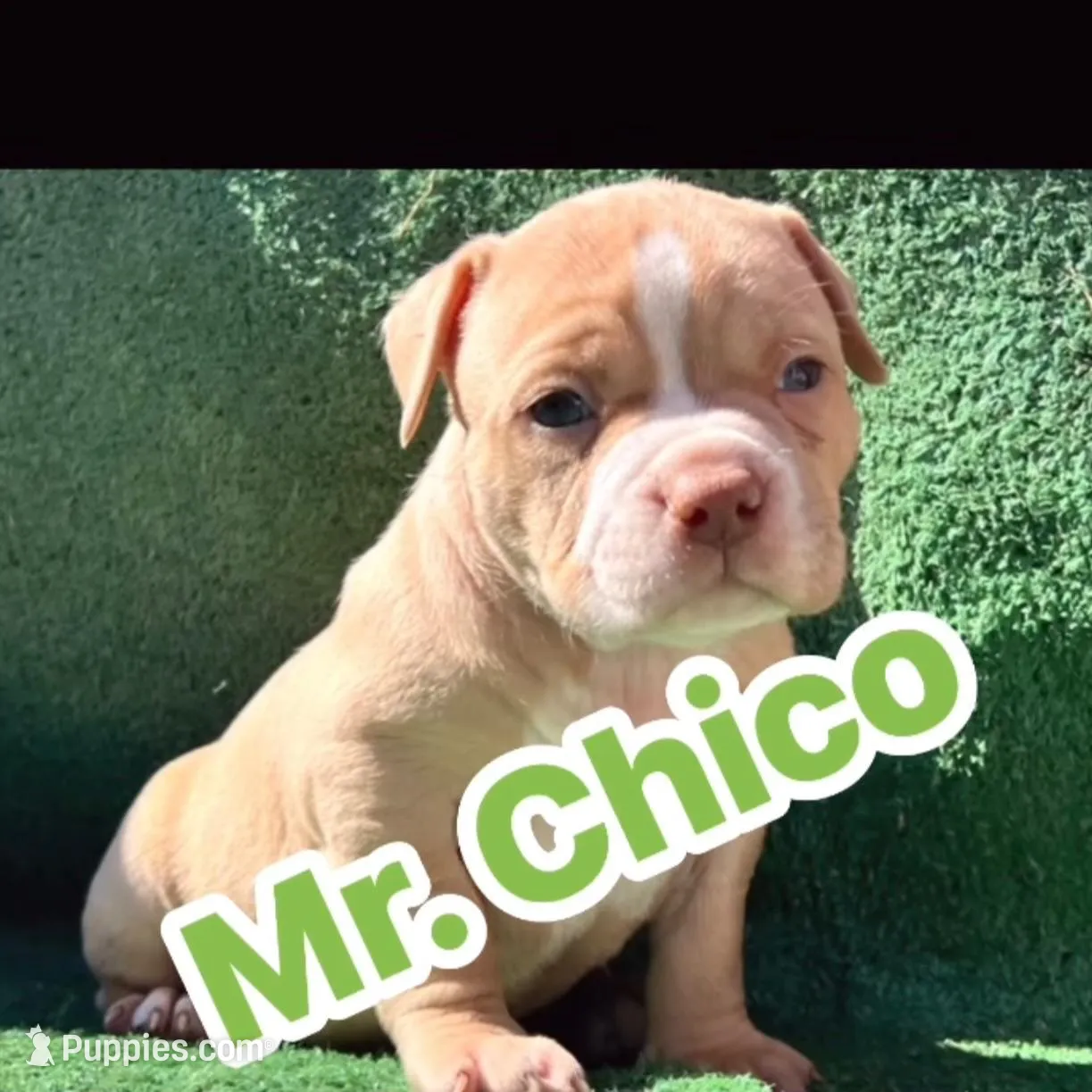 Chico – American Bully puppy for sale in Midland, TX