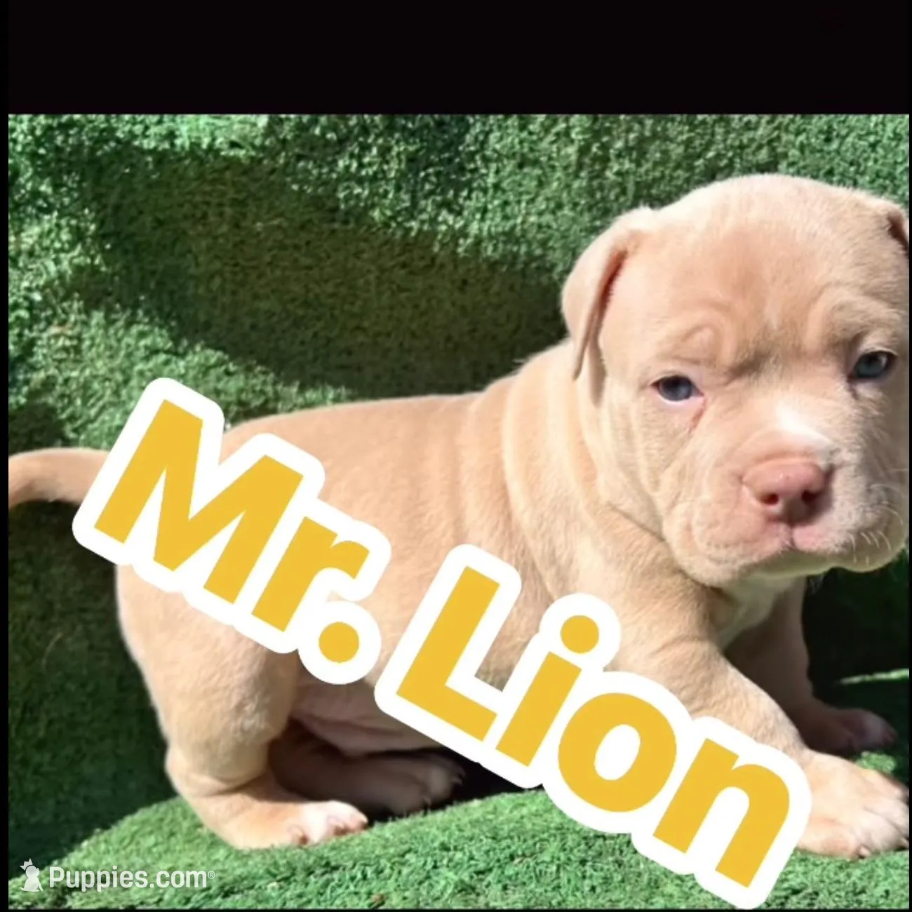 Lion – American Bully puppy for sale in Midland, TX