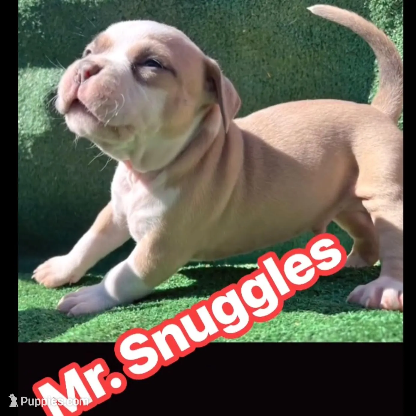Snuggles – American Bully puppy for sale in Midland, TX