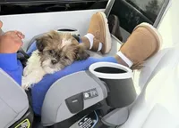 Kingston , a male Bichon Frise and Shih Tzu for sale in Dumfries, VA – Photo 2 of 2