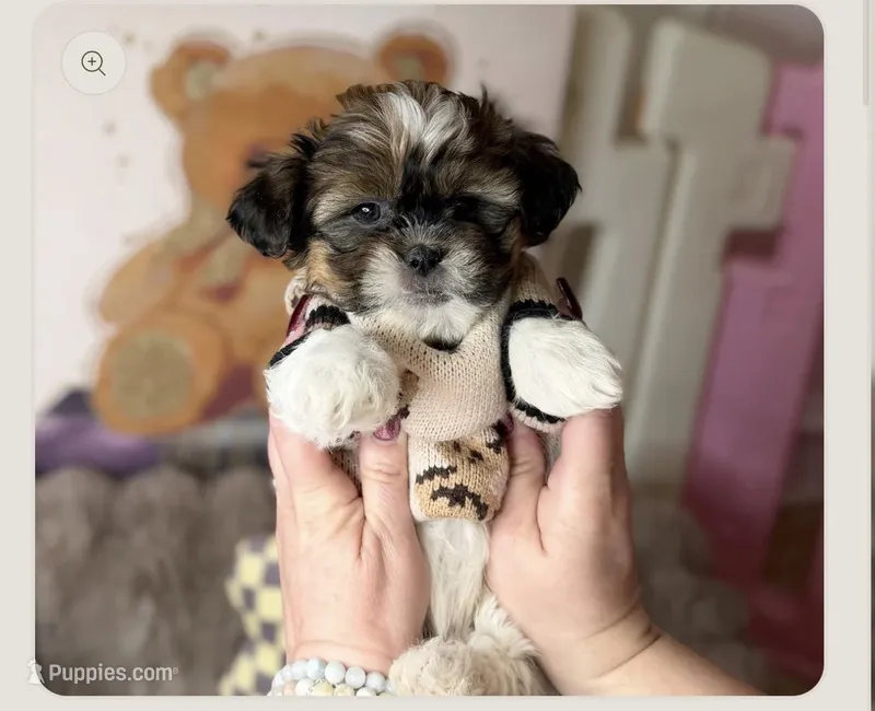 Kingston  – Bichon Frise, Shih Tzu puppy for sale in Dumfries, VA