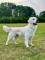 Ollie , a male English Cream Golden Retriever for sale in Benson, NC – Photo 3 of 4