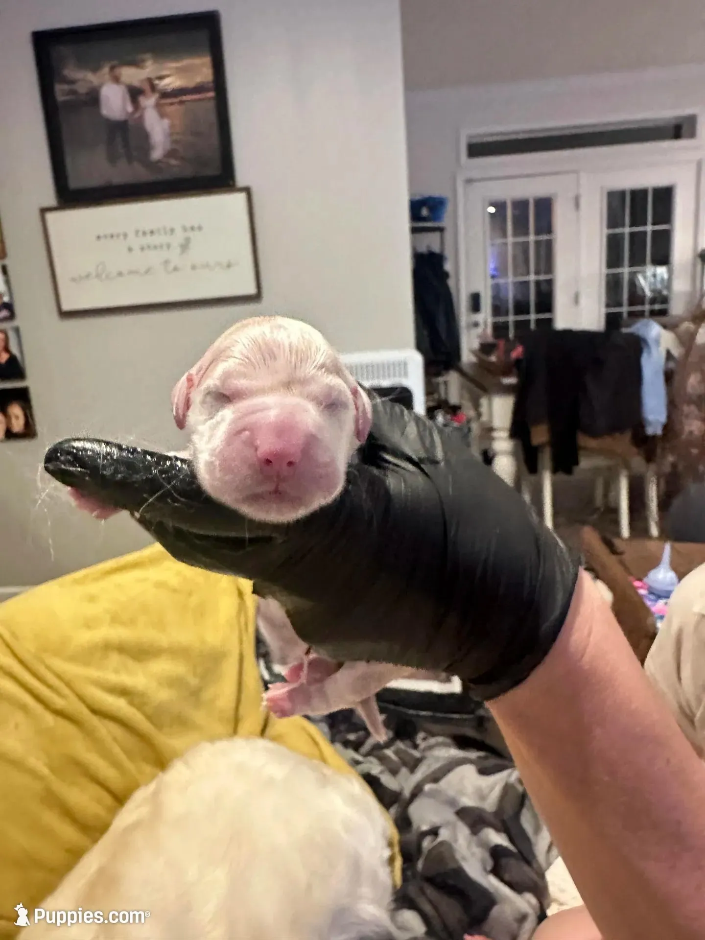 Ollie  – English Cream Golden Retriever puppy for sale in Benson, NC