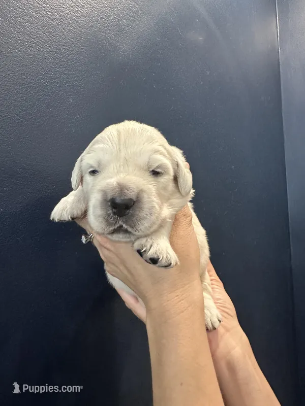 Ollie  – English Cream Golden Retriever puppy for sale in Benson, NC