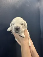 Ollie , a male English Cream Golden Retriever for sale in Benson, NC – Photo 1 of 5