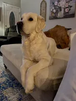 Ollie , a male English Cream Golden Retriever for sale in Benson, NC – Photo 4 of 4