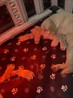 Dolly, a female English Cream Golden Retriever for sale in Benson, NC – Photo 3 of 4